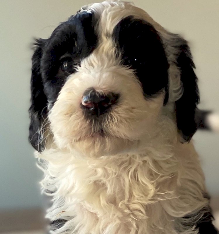 Agent profile picture of Lucy Struhl